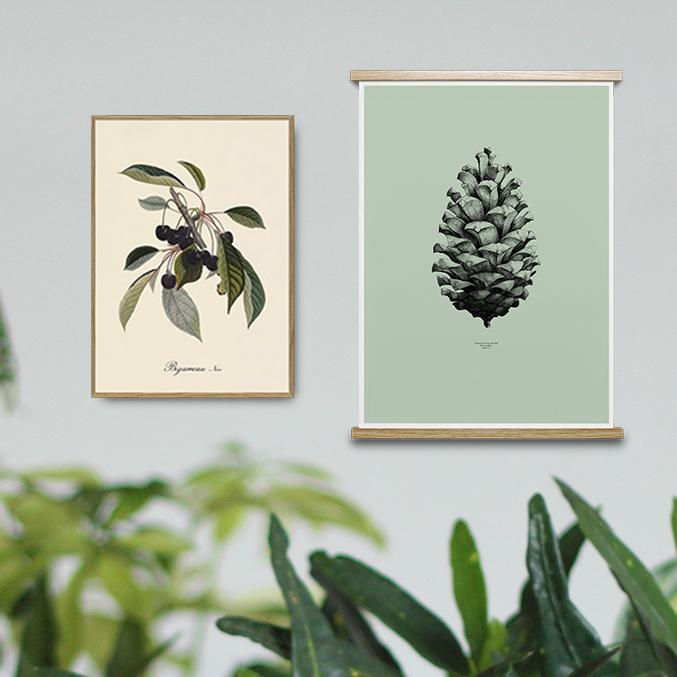 Botanical Art Prints Collection Image of a pine cone and branch of black cherries