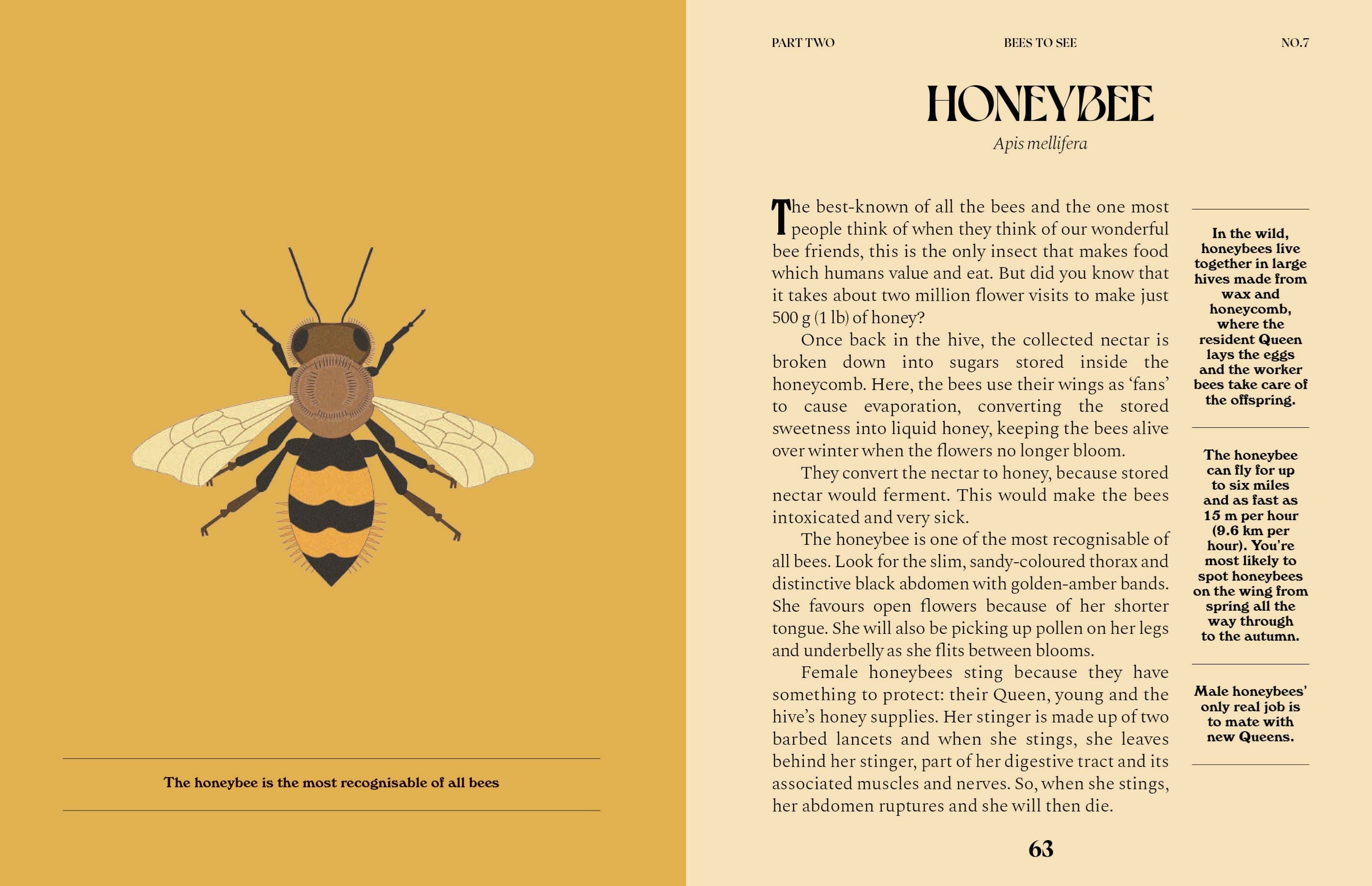 Bees A Guide For The Curious