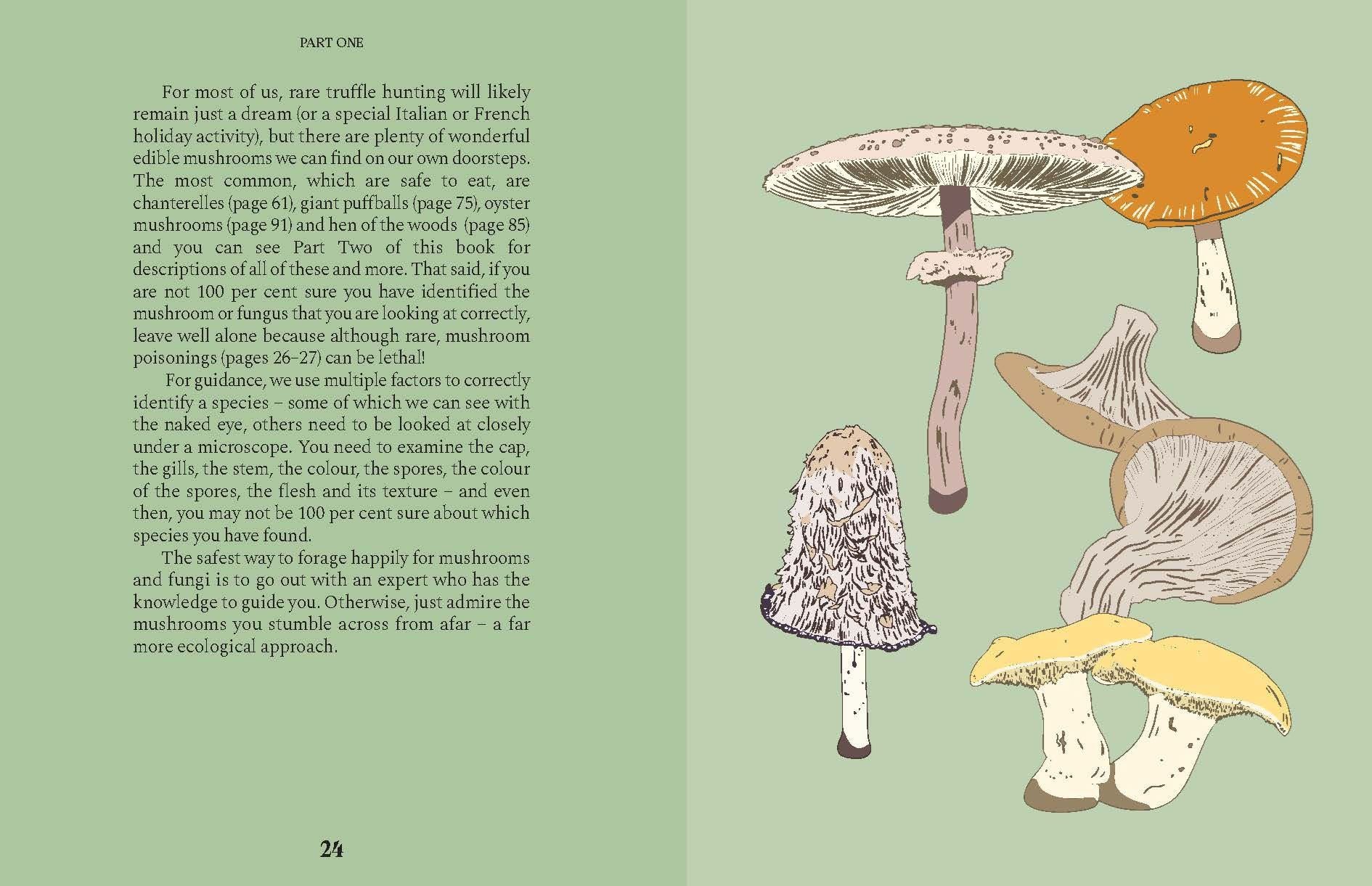 Mushrooms A Guide For The Curious