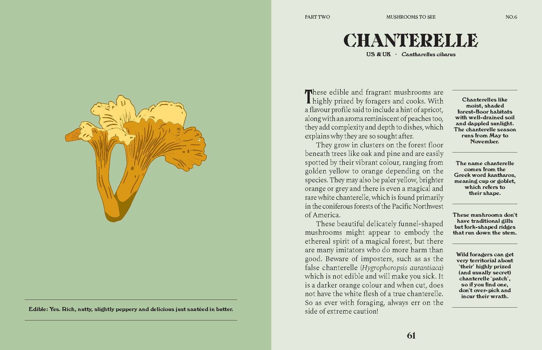 Mushrooms A Guide For The Curious
