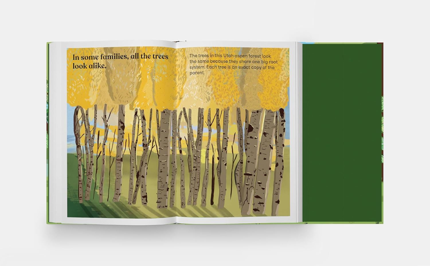 A Family Of Trees - My First Book Of Forests