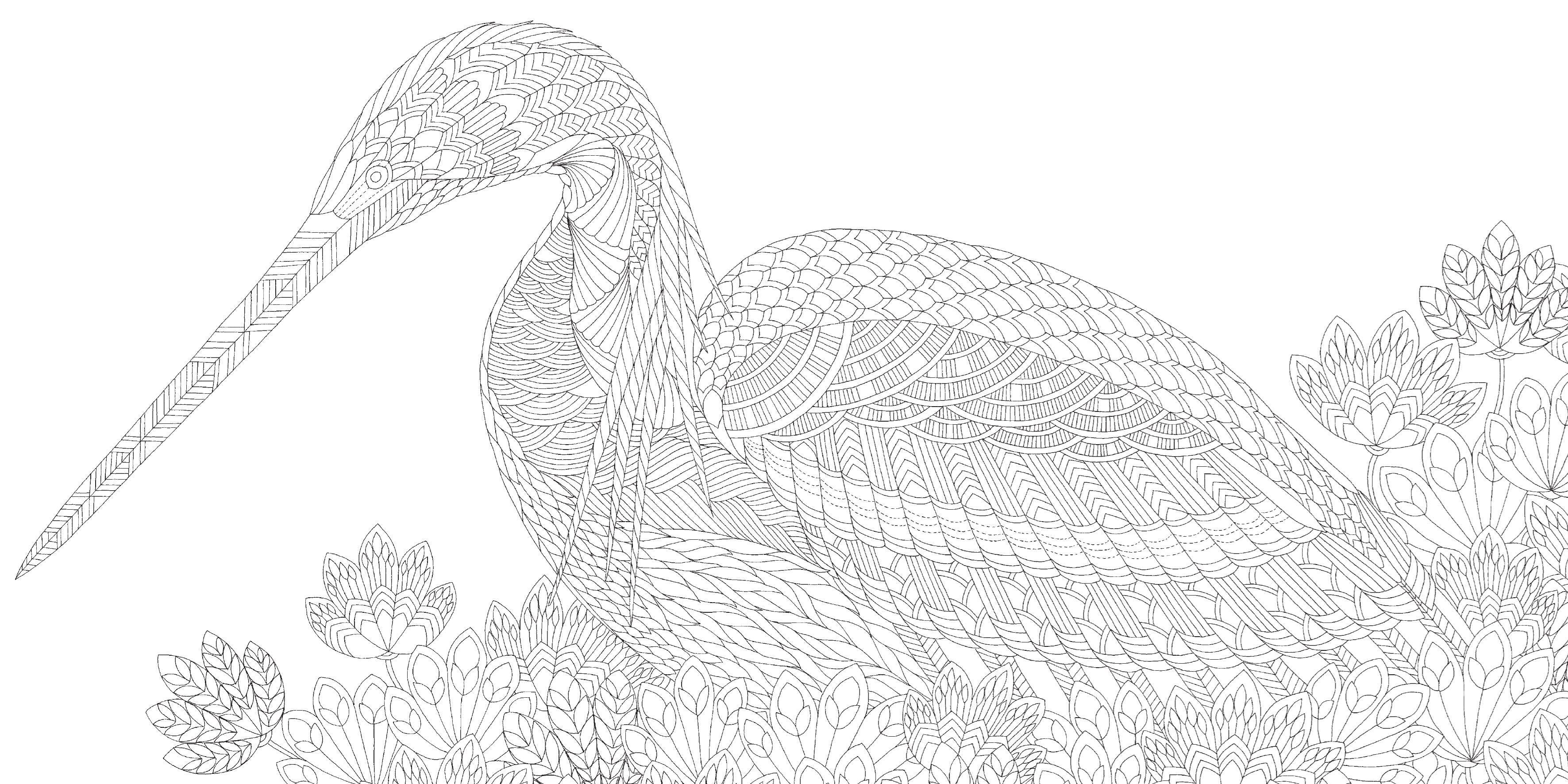 Pocket Colouring Book - Millie Marotta's Beautiful Birds