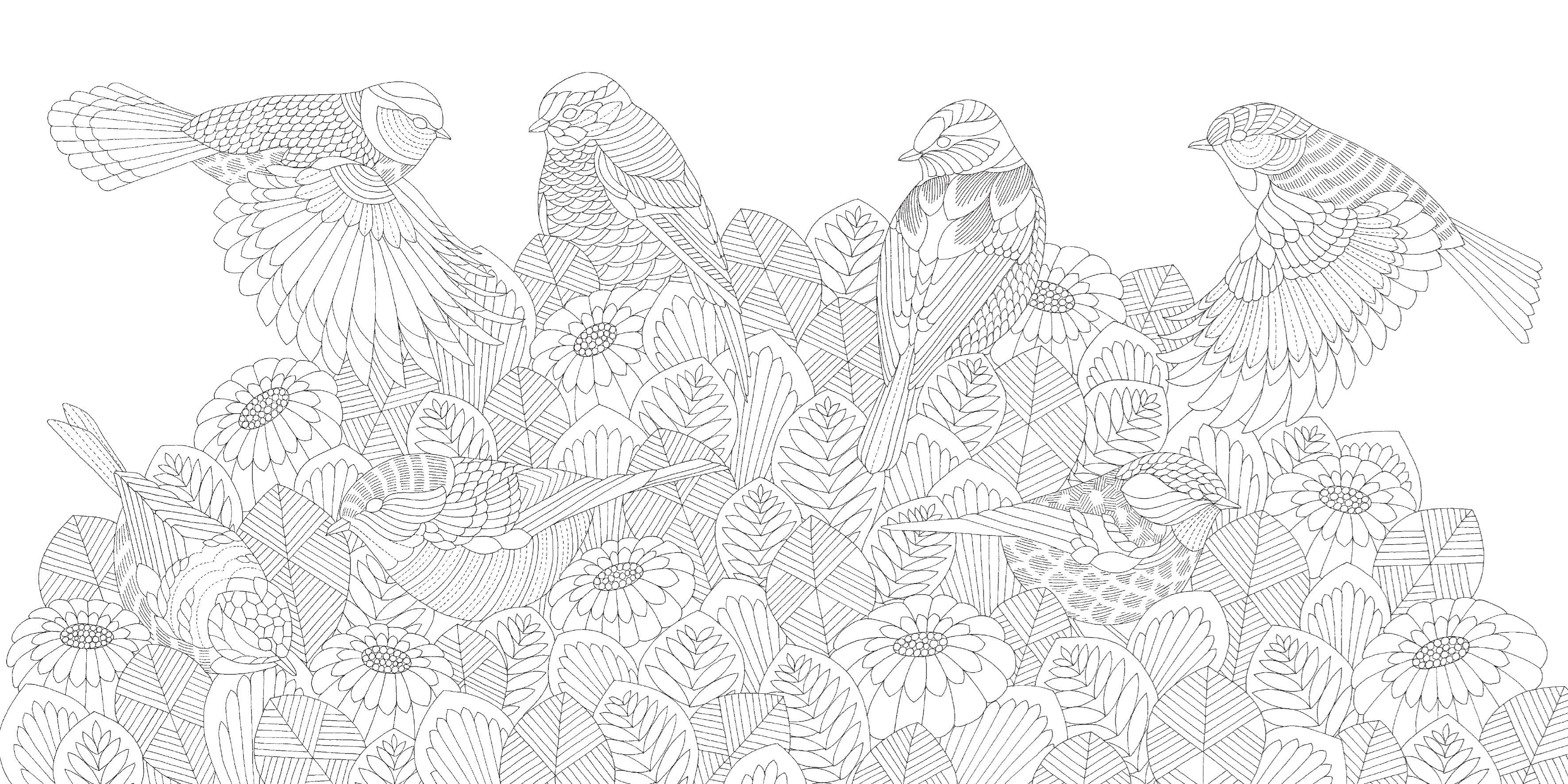 Pocket Colouring Book - Millie Marotta's Beautiful Birds