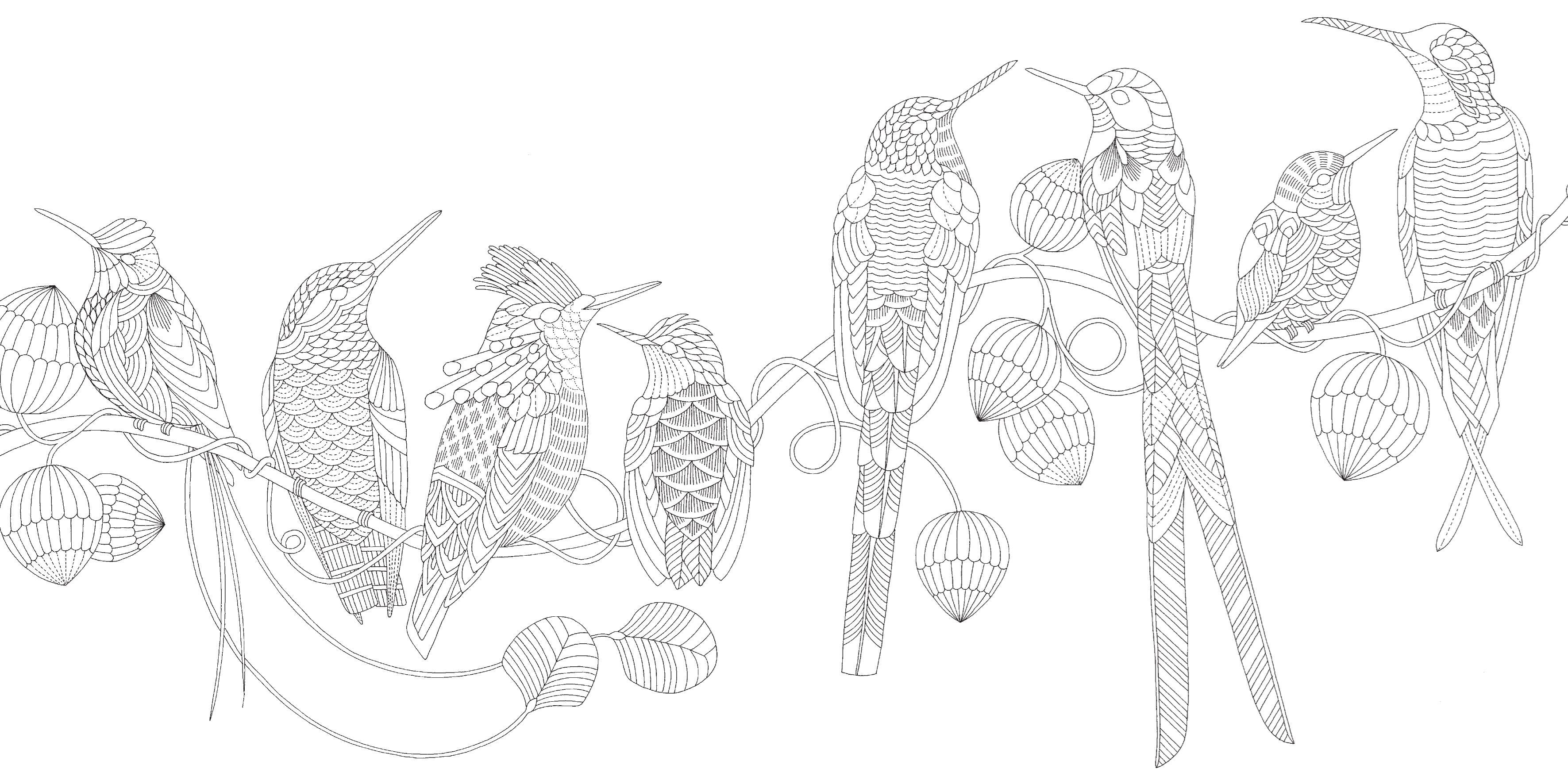 Pocket Colouring Book - Millie Marotta's Beautiful Birds