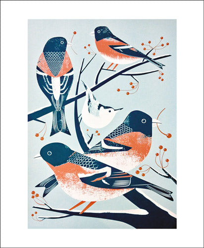 Chris Andrews - Bramblings and a Nuthatch Blank Card