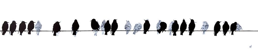 Starlings on a Telegraph Wire Art Print