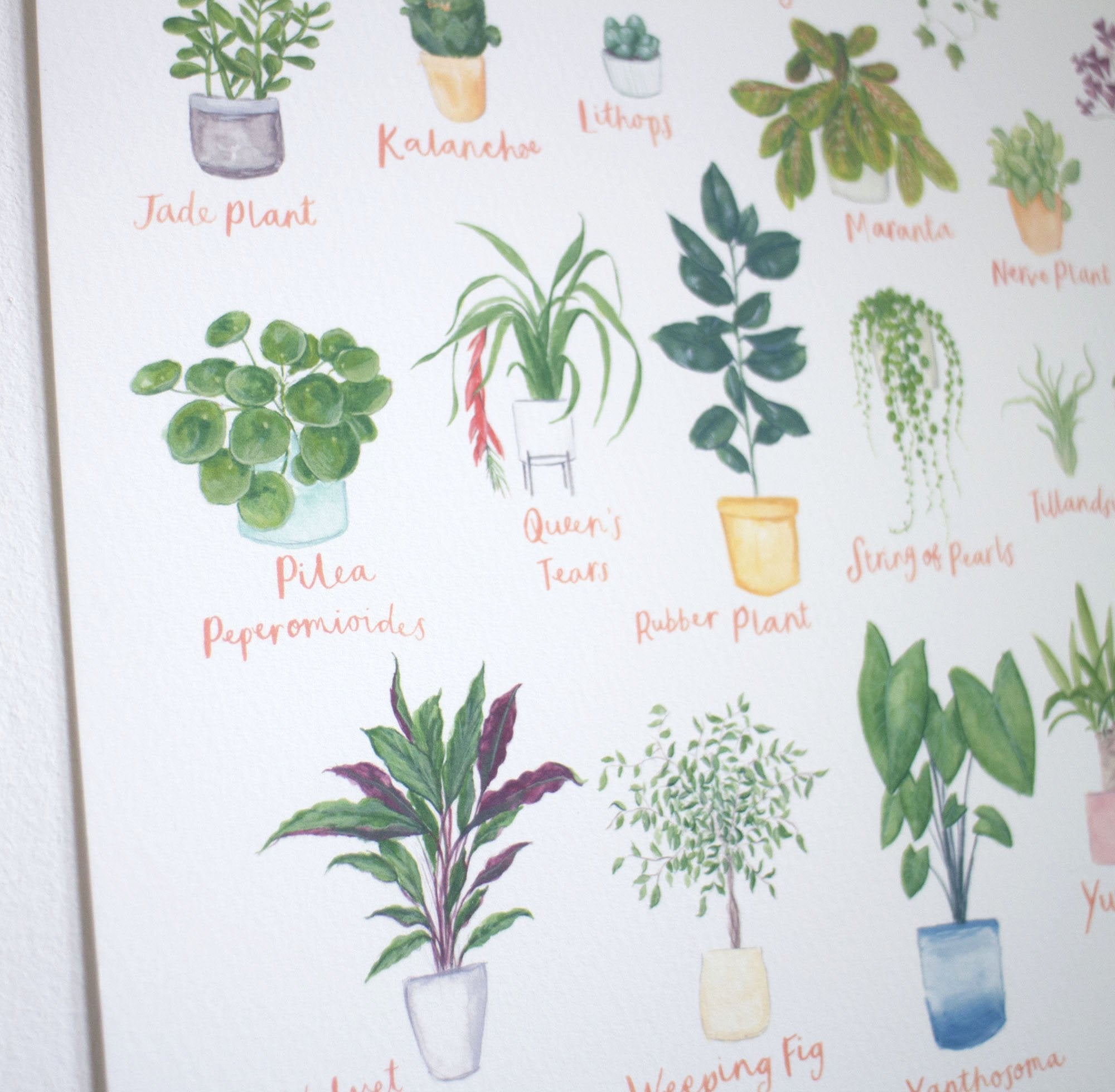 A3 A to Z of House Plants Art Print