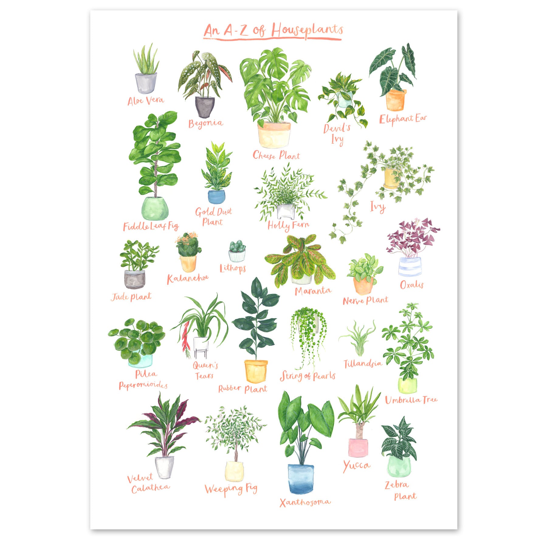 A3 A to Z of House Plants Art Print