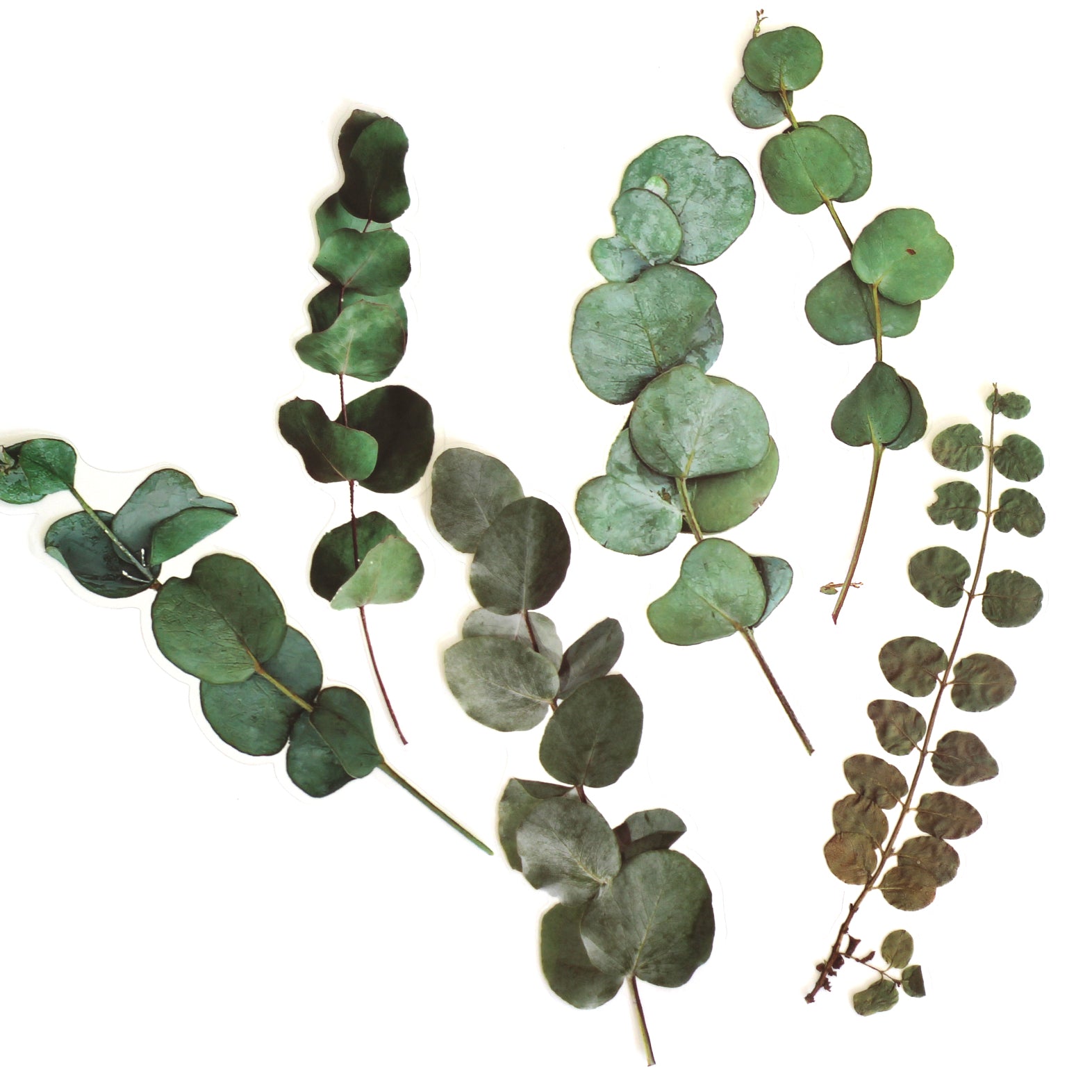 Pack Of 6 Eucalyptus Stickers