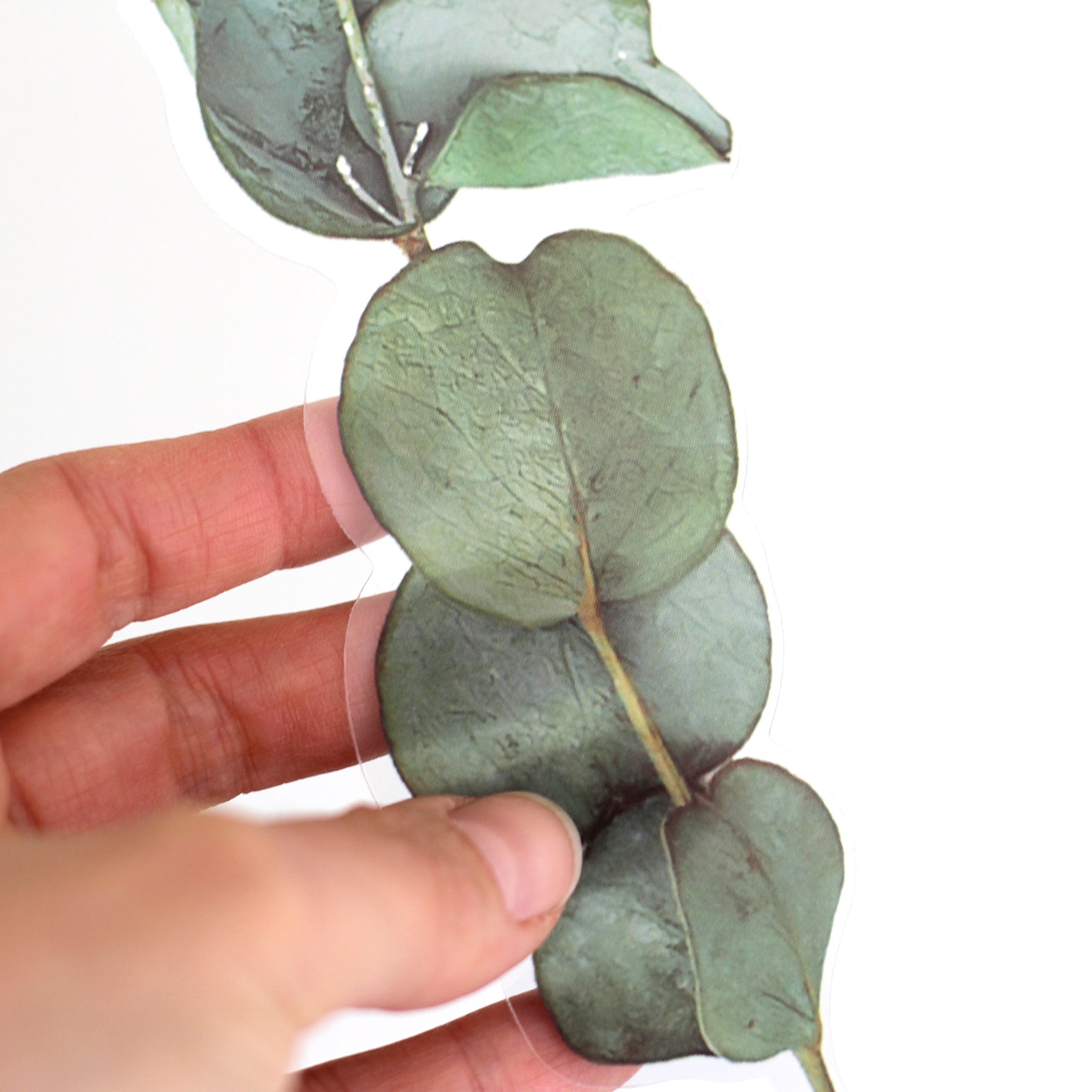 Pack Of 6 Eucalyptus Stickers