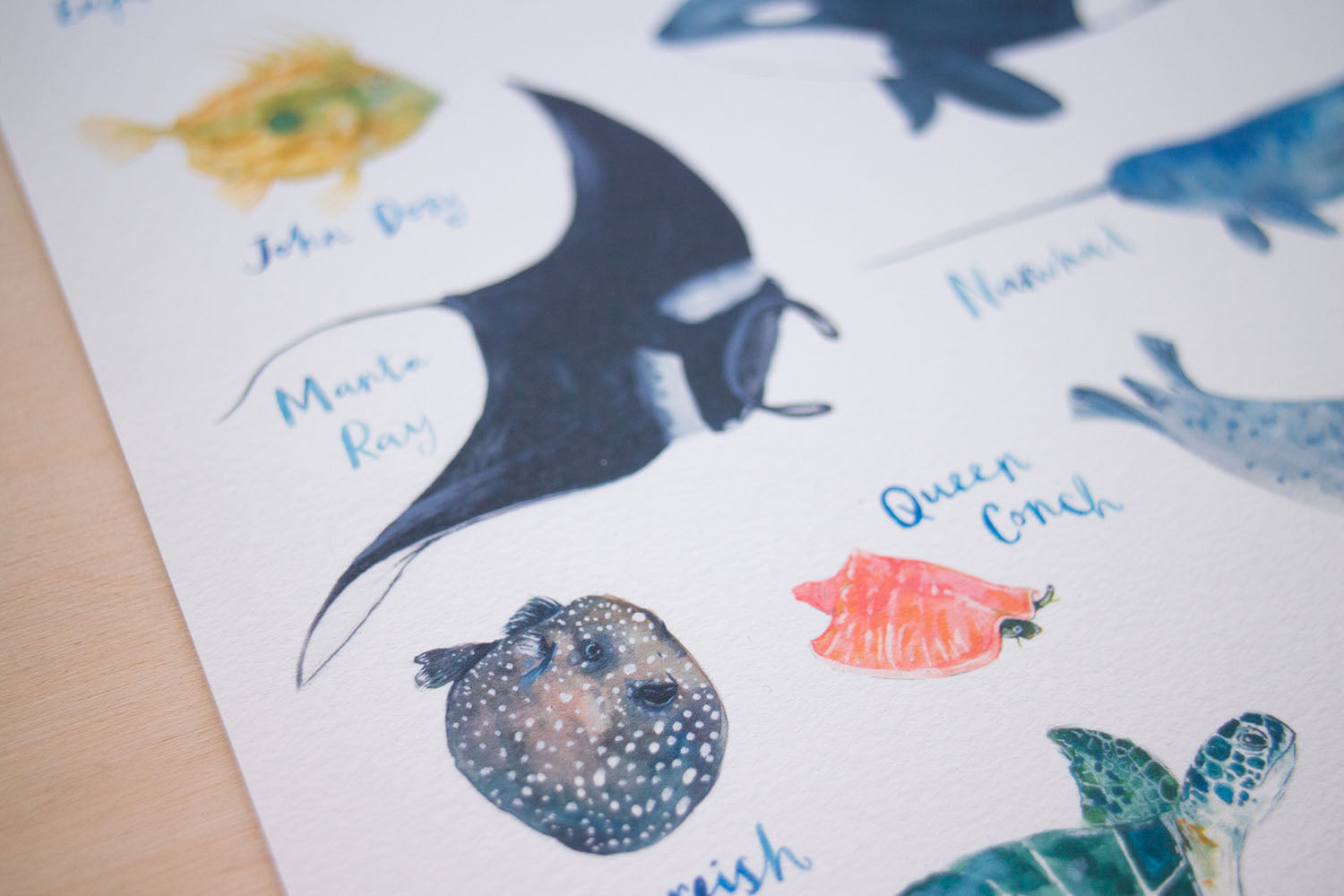 A4 A to Z of Sea Creatures Art Print