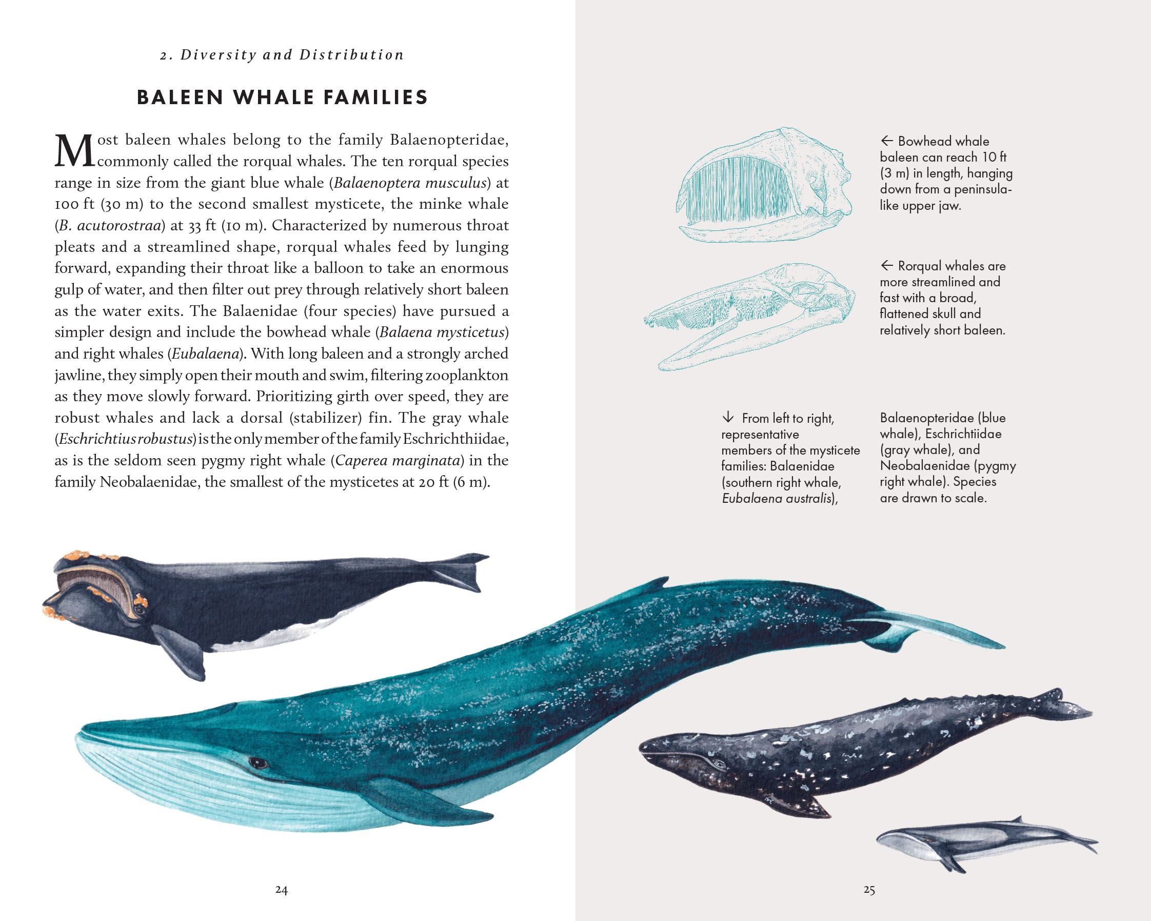 The Little Book Of Whales