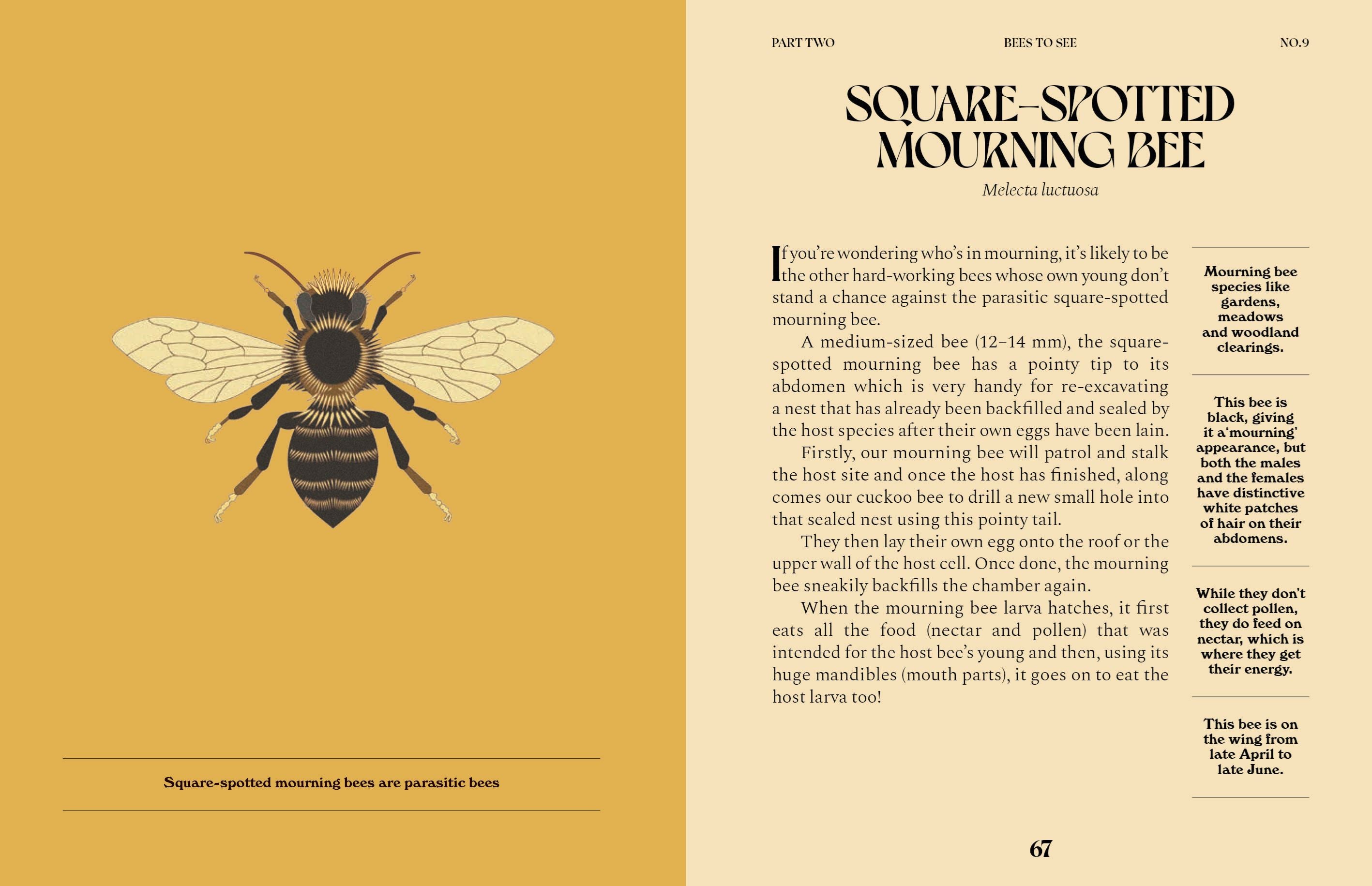 Bees A Guide For The Curious