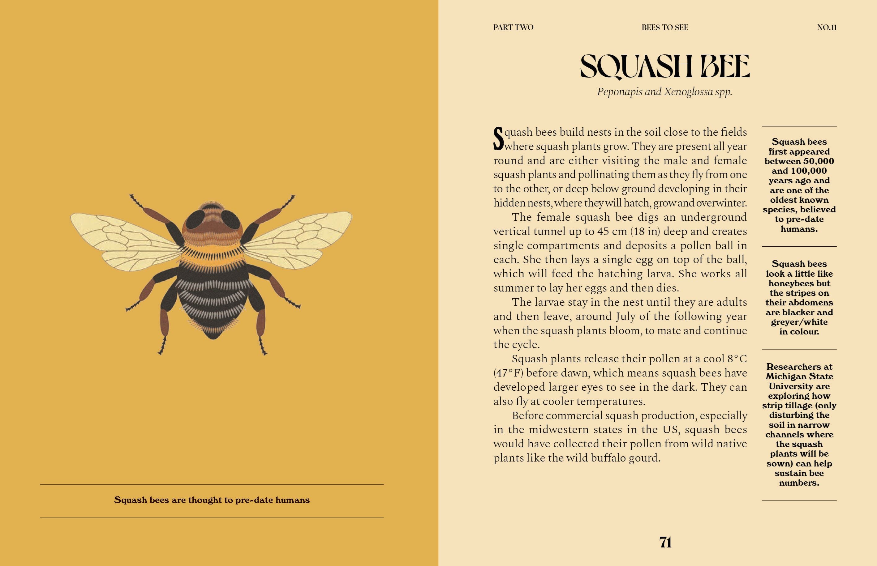 Bees A Guide For The Curious