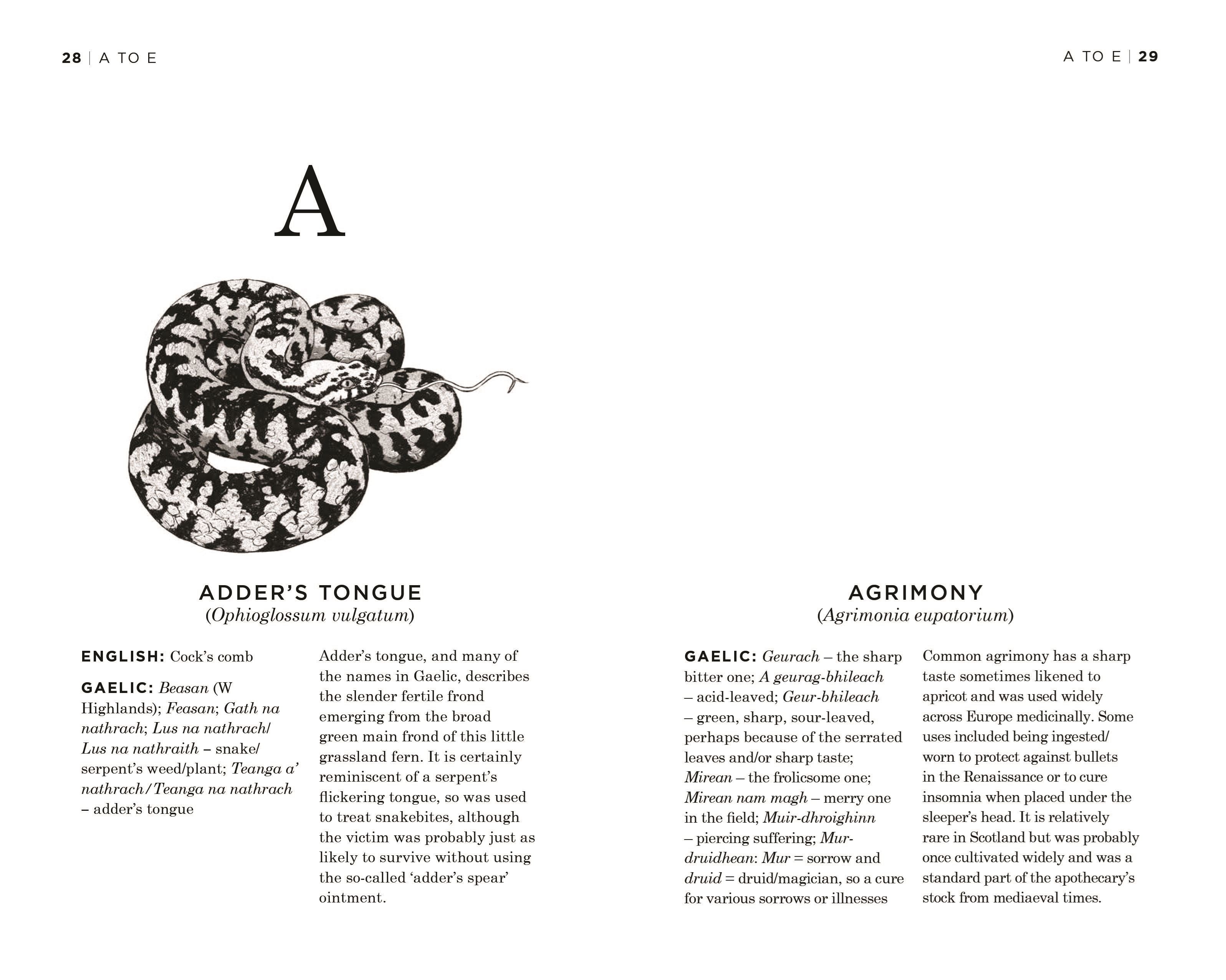 Scottish Plant Names: An A-Z