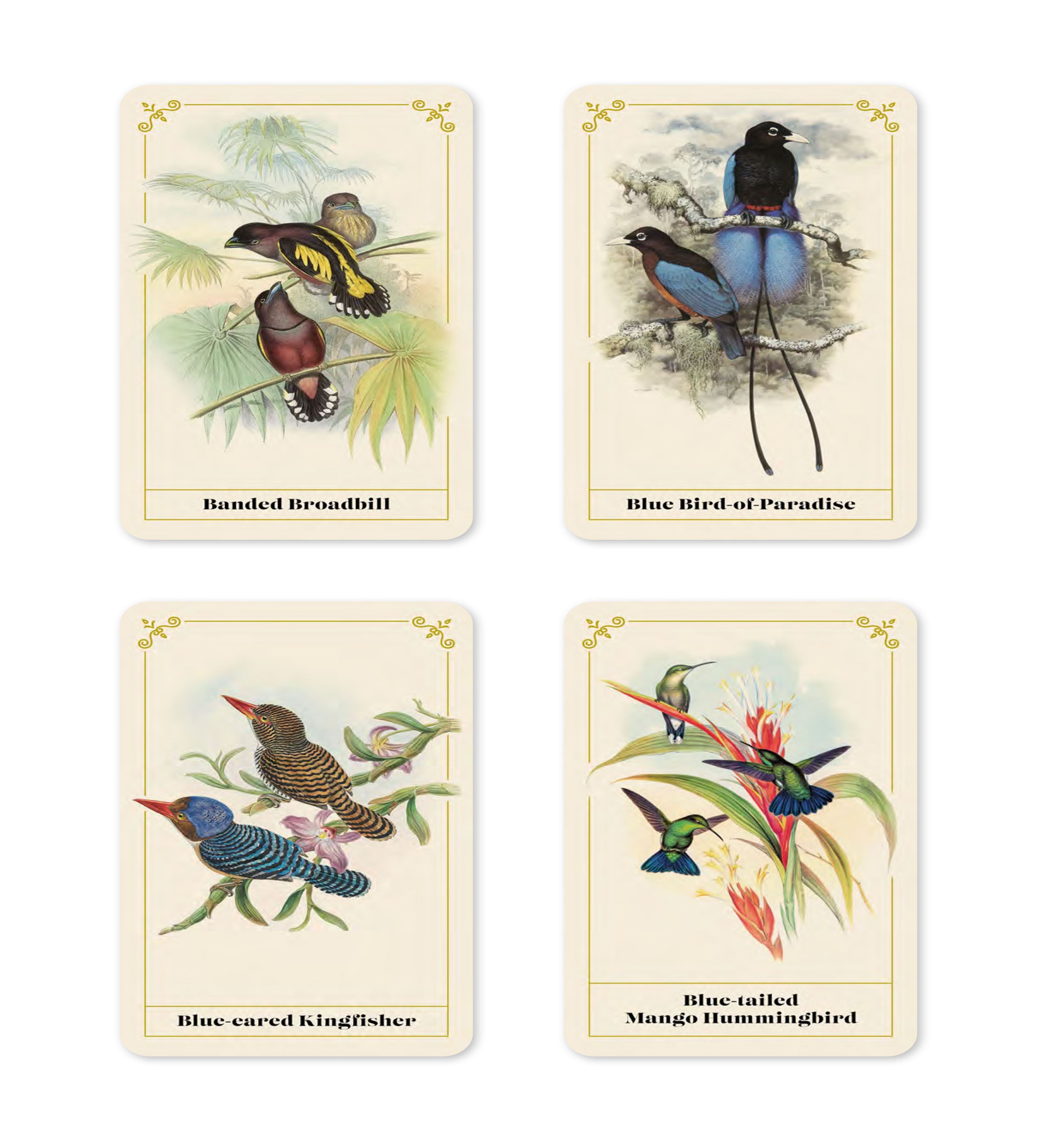 Vintage Birds: A Guidebook and Matching Game