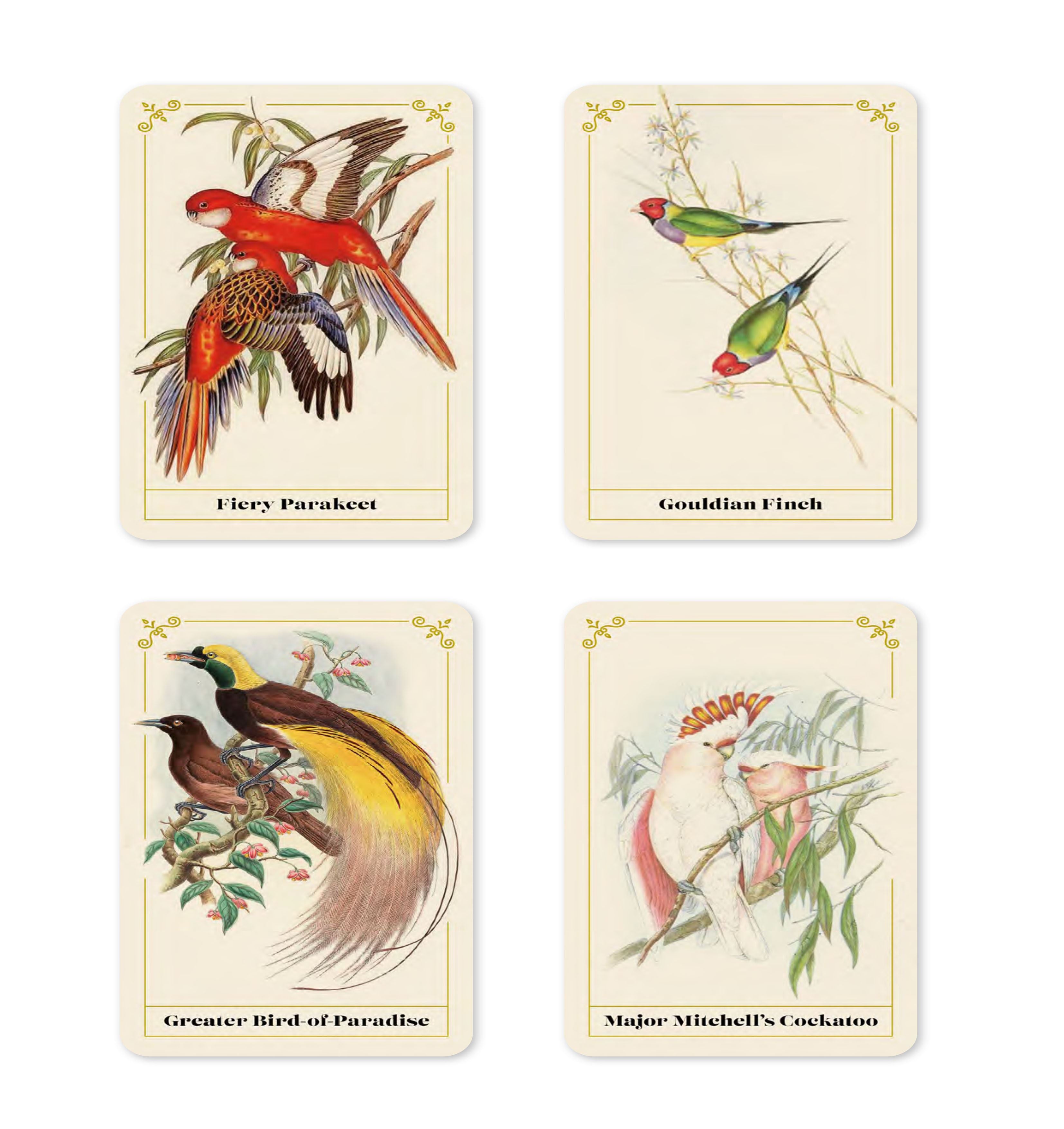 Vintage Birds: A Guidebook and Matching Game