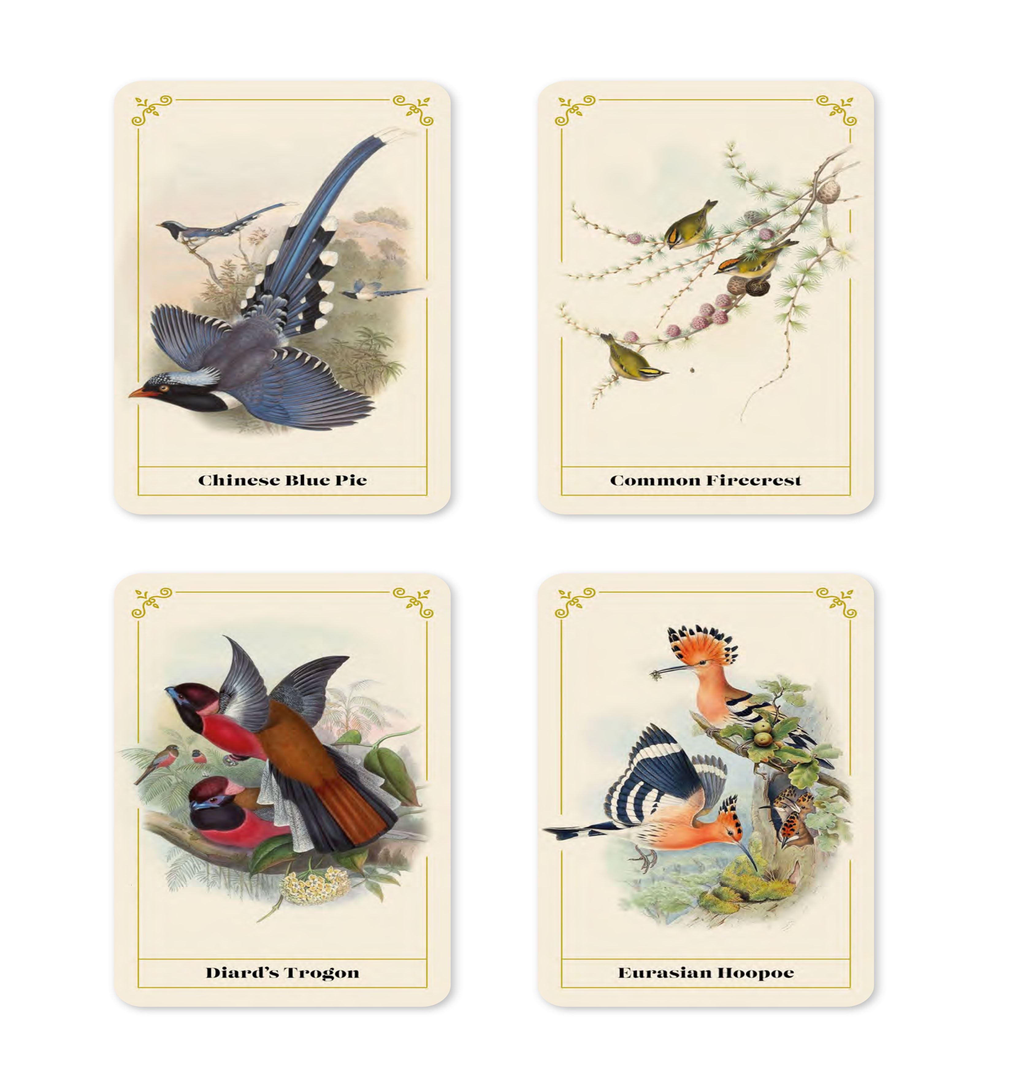 Vintage Birds: A Guidebook and Matching Game