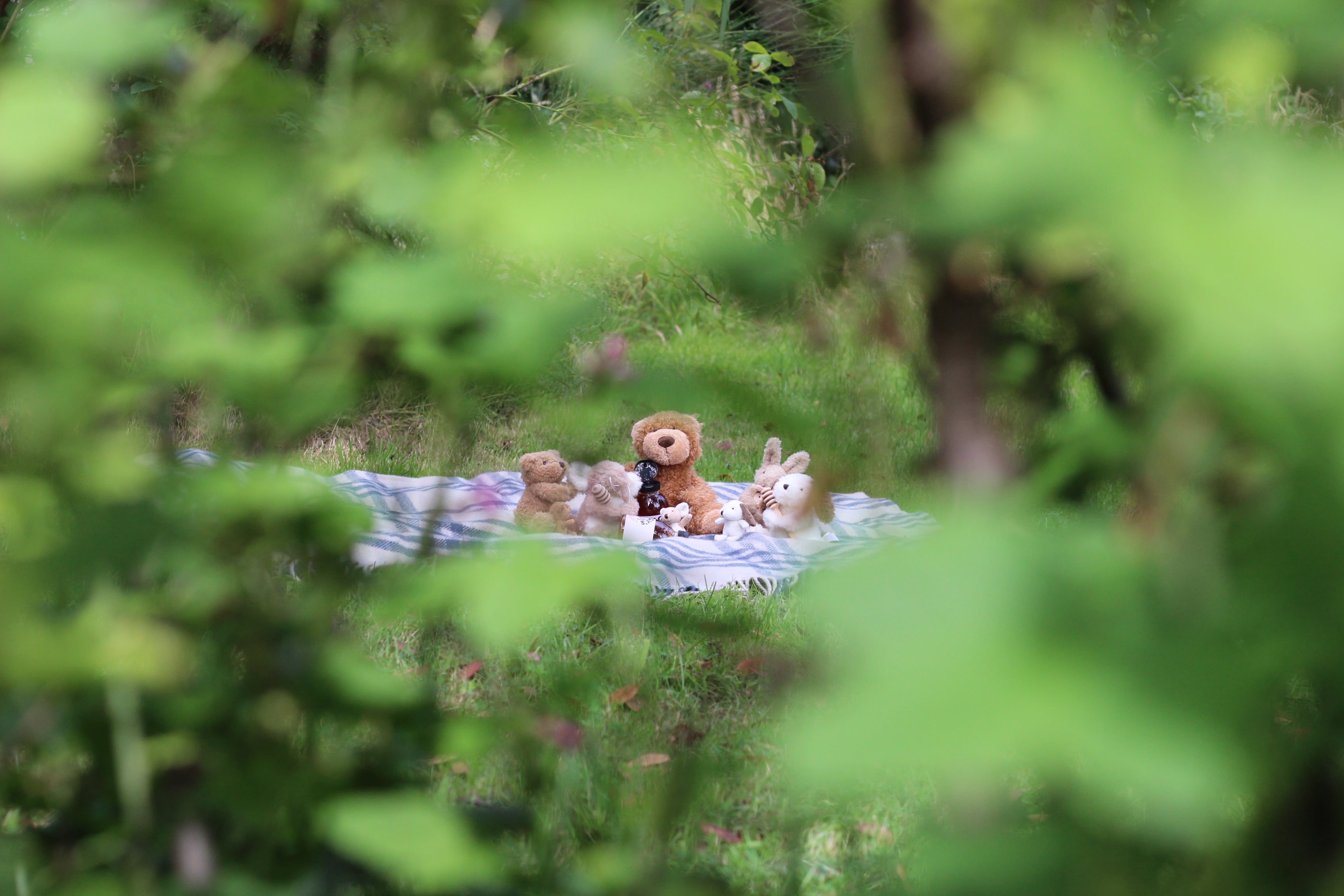 Teddy bears on a blanket in a forest setting