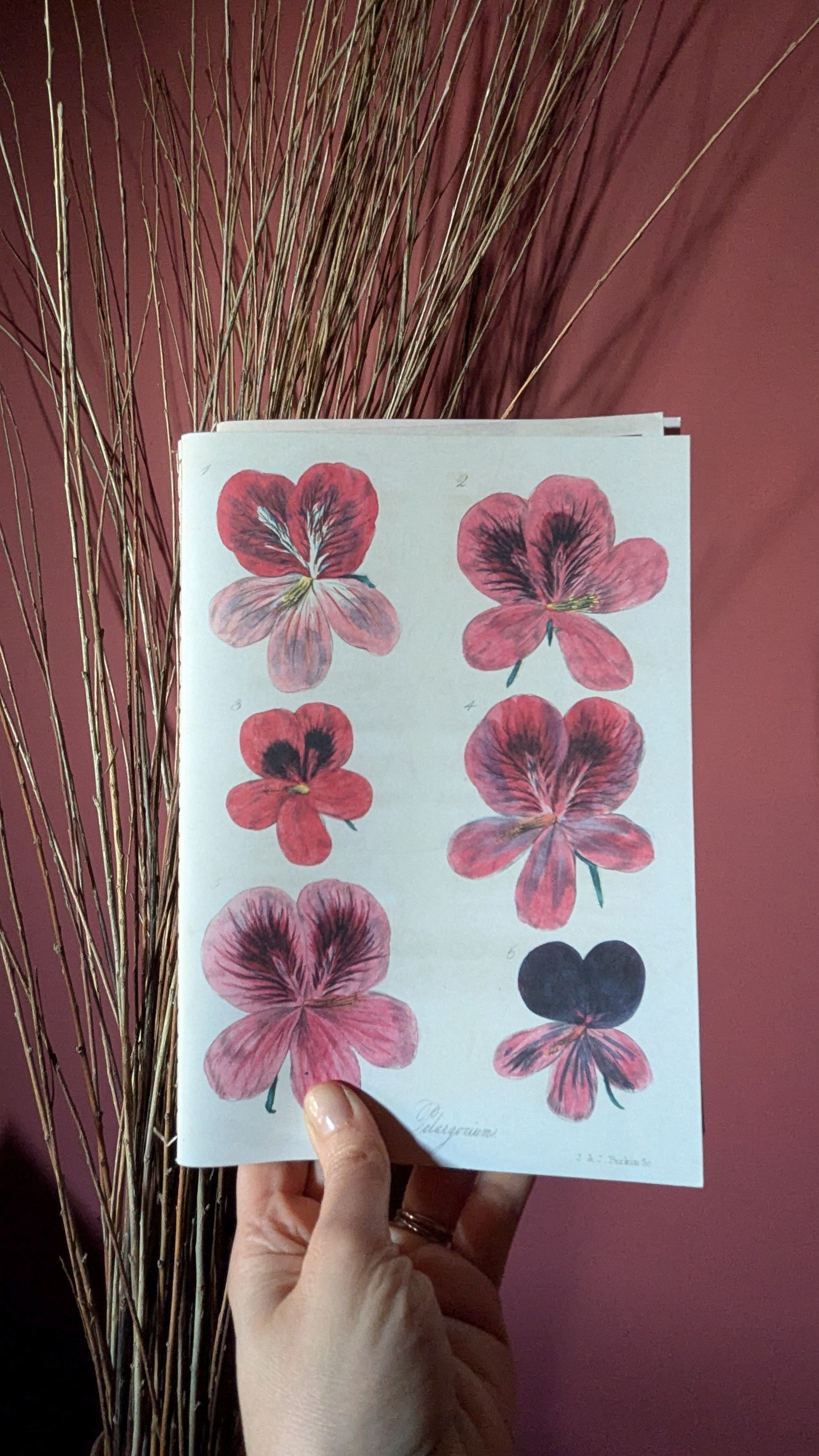 John Derian - In The Garden Notebooks