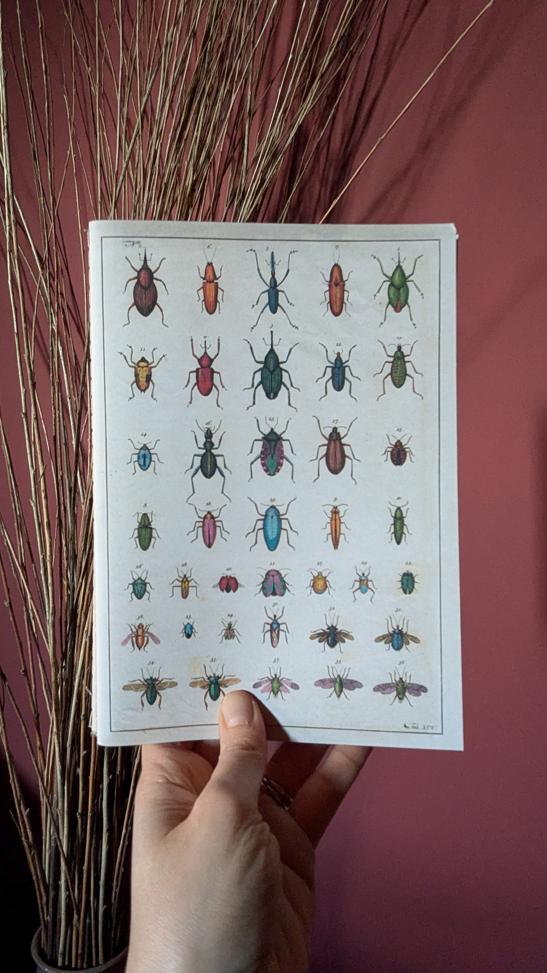 John Derian - In The Garden Notebooks