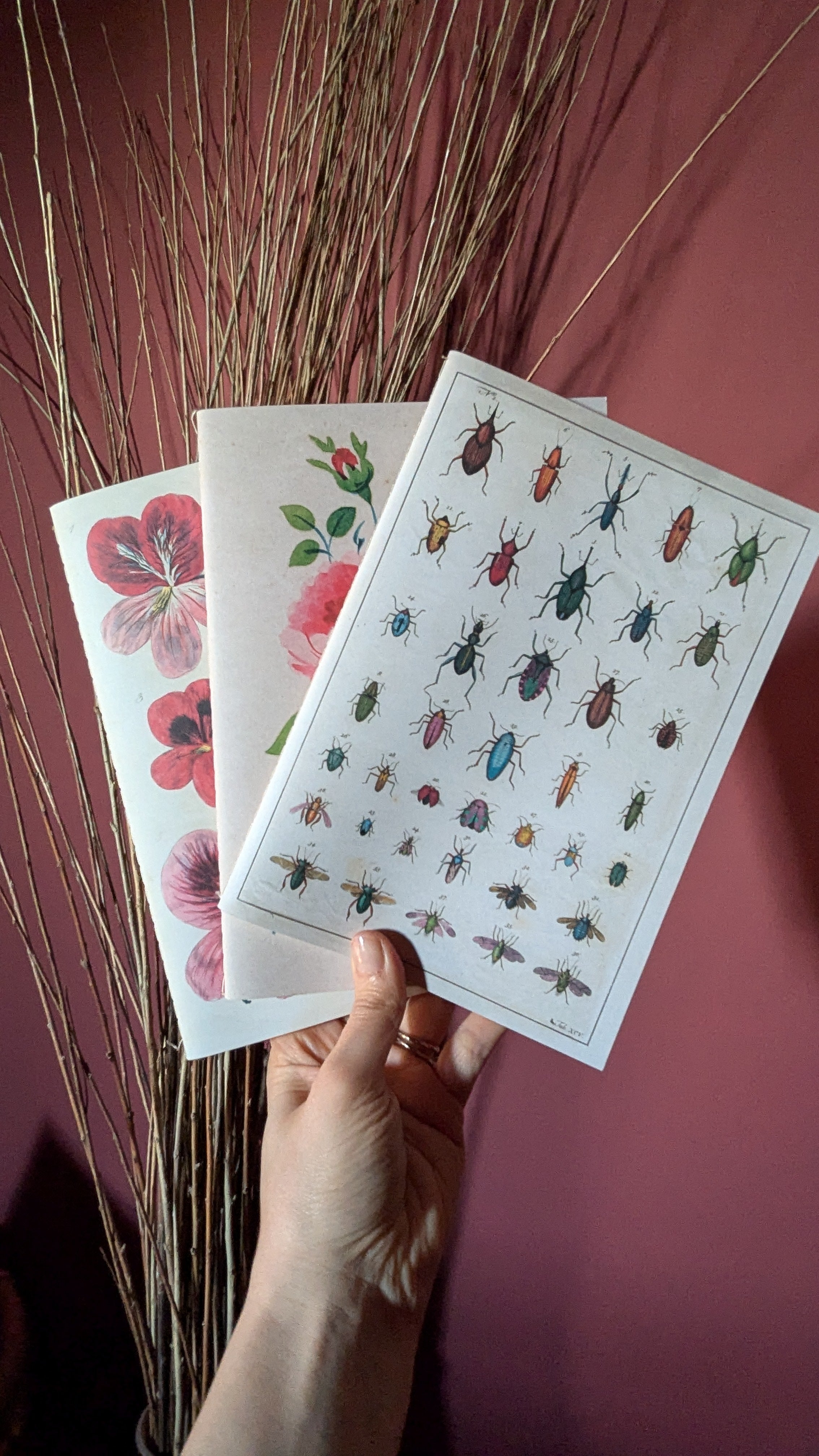 John Derian - In The Garden Notebooks