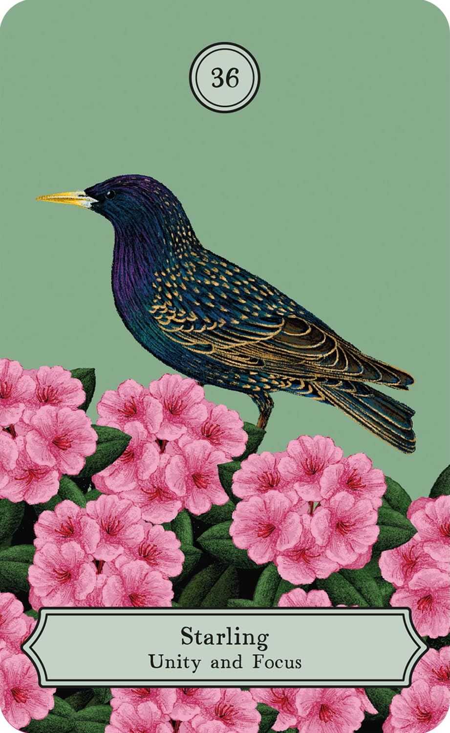Wisdom Of Birds Oracle Dec & Guidebook