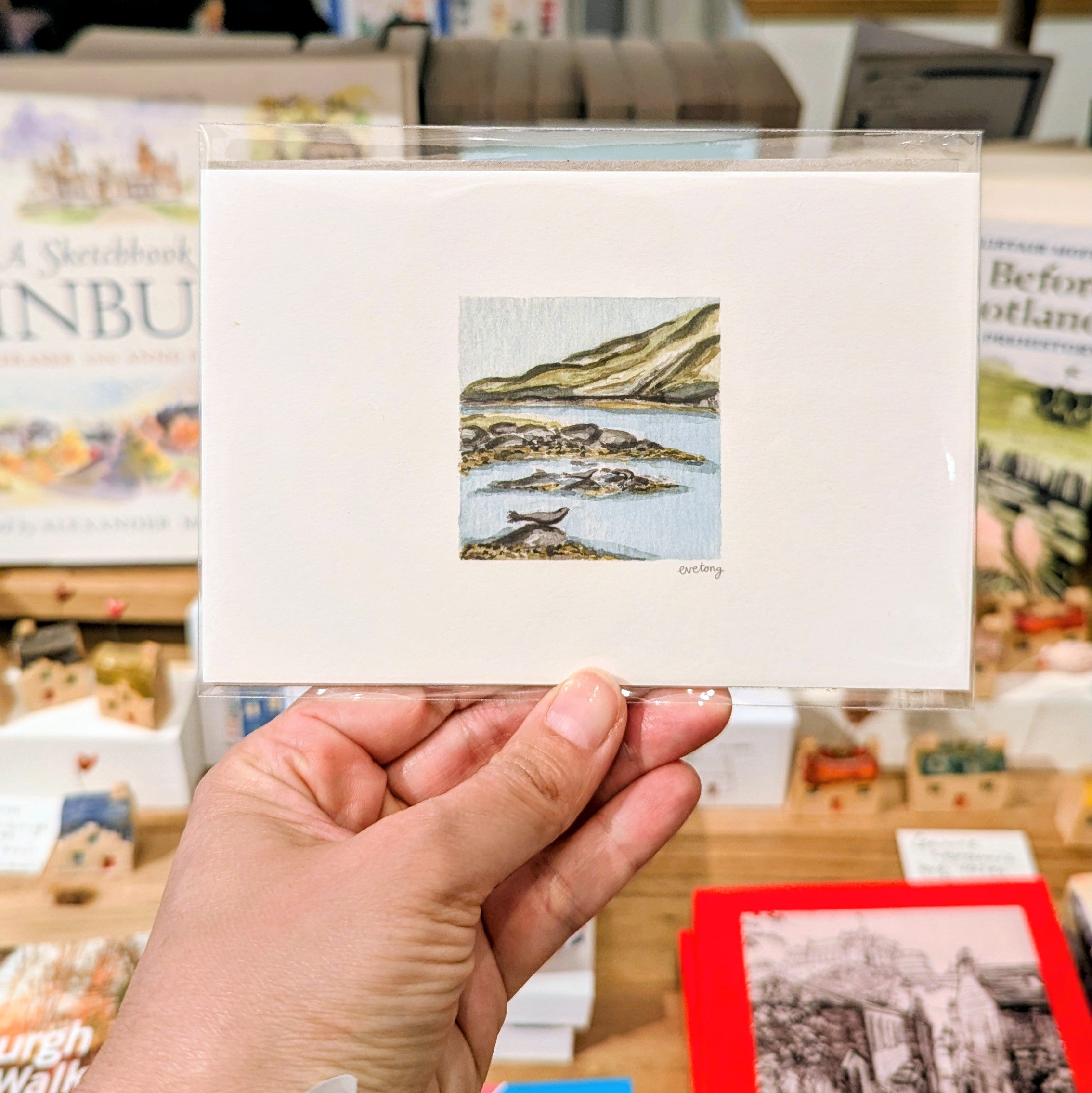 A6 Seals In The Bay