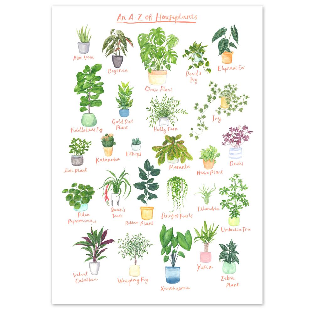 A4 A to Z of House Plants Art Print