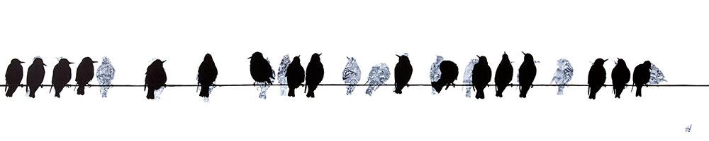 Small Starlings on a Telegraph Wire Art Print