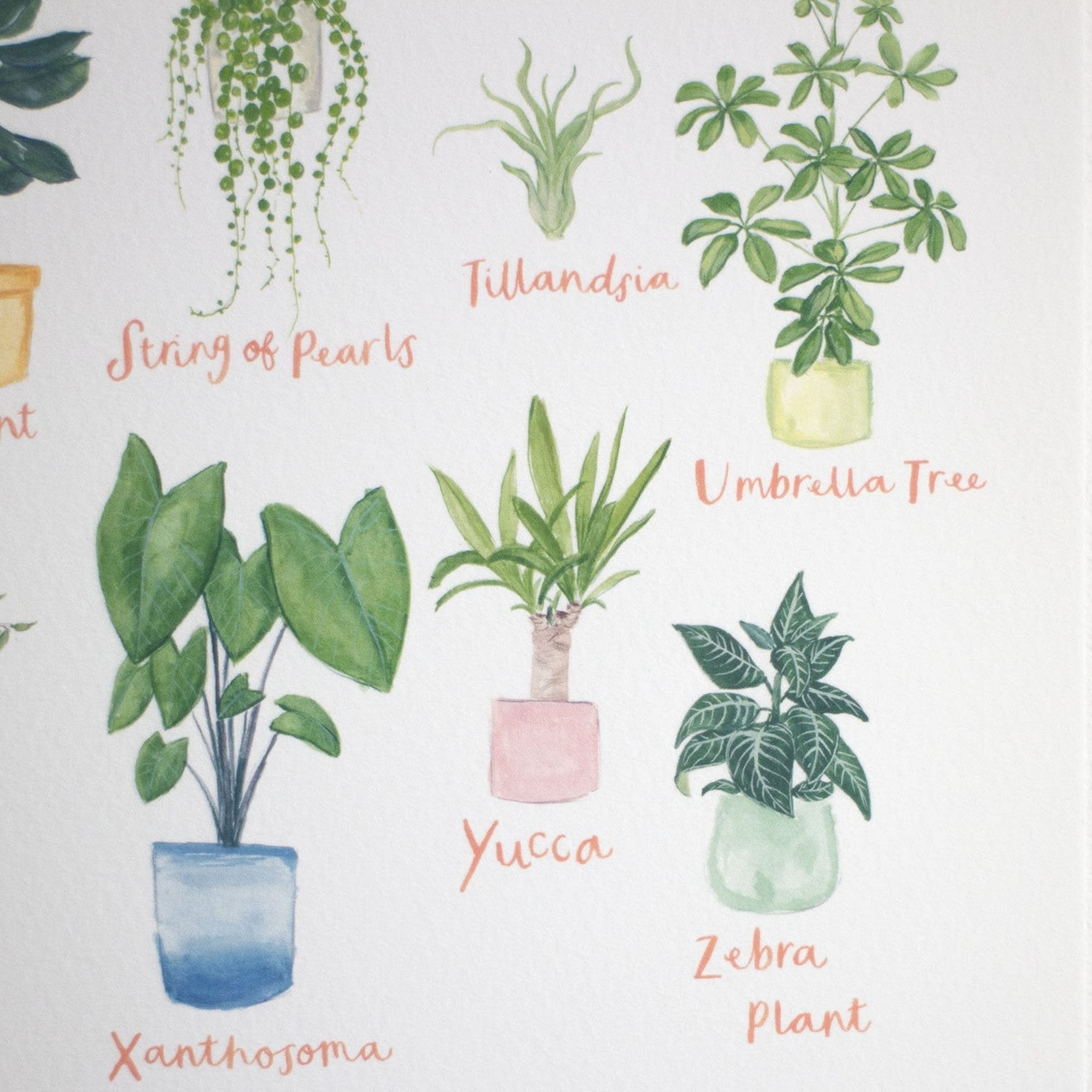 A3 A to Z of House Plants Art Print