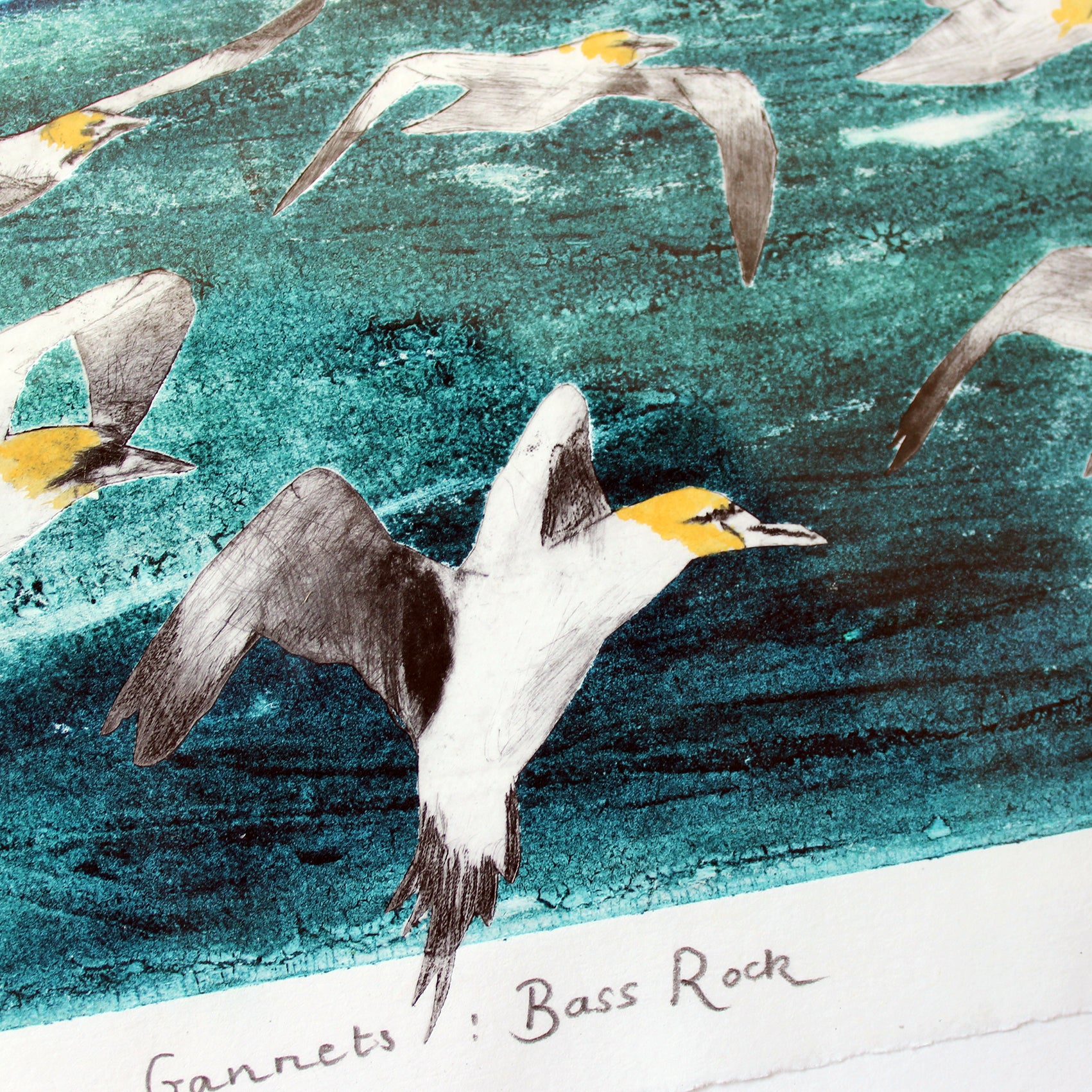 Gannets : Bass Rock Collagraph Print