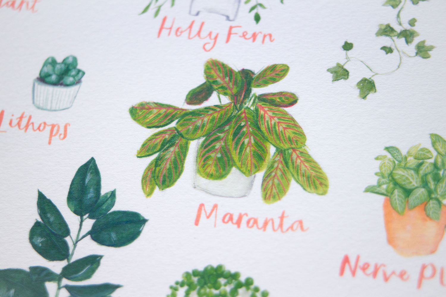 A3 A to Z of House Plants Art Print