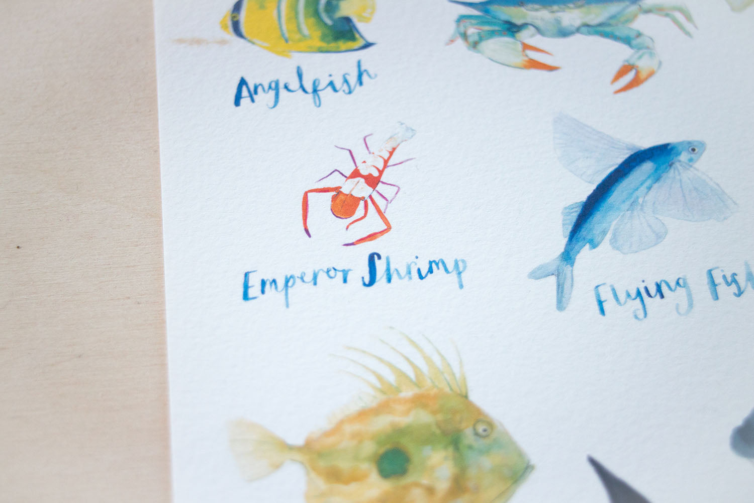 A4 A to Z of Sea Creatures Art Print