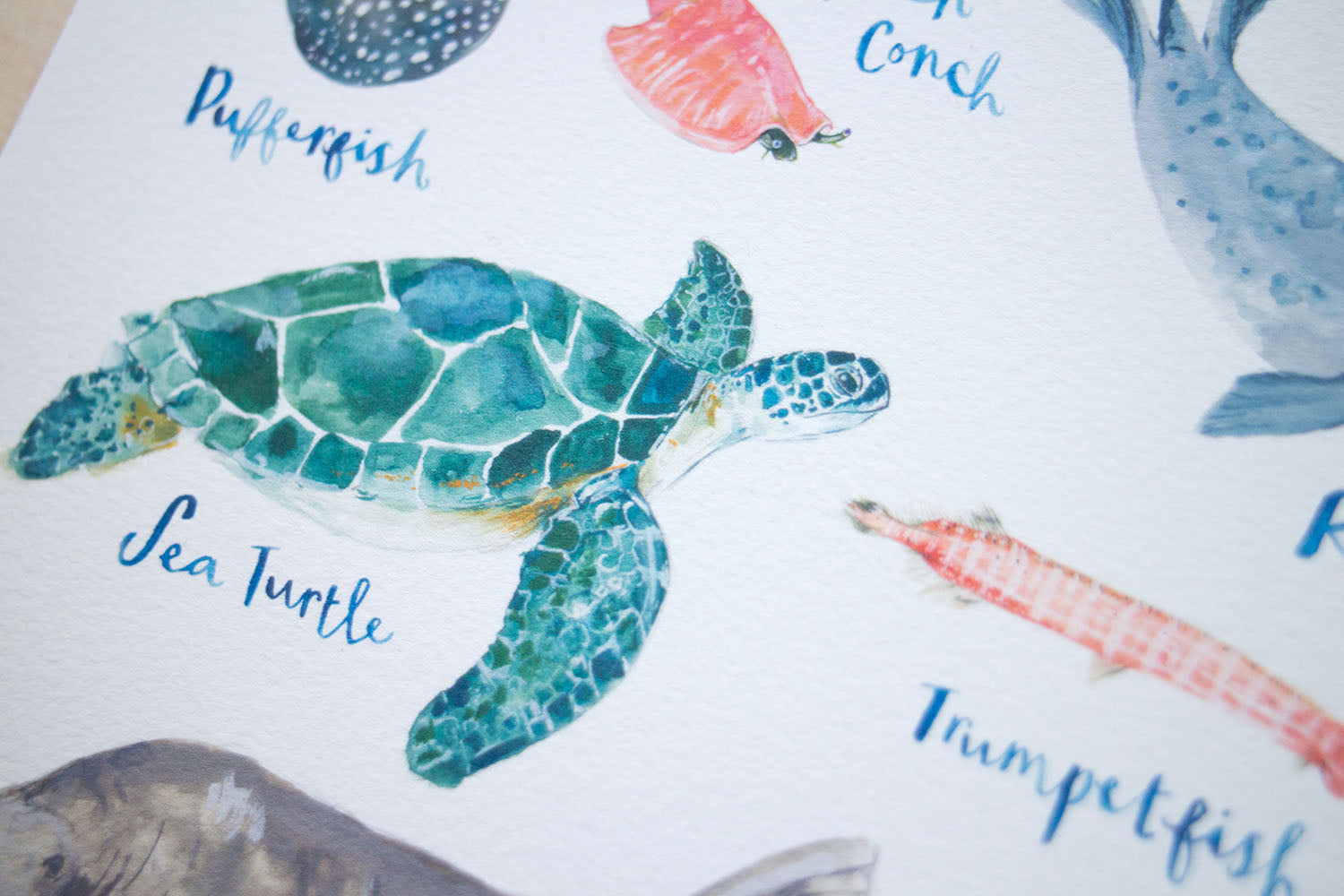 A3 A to Z of Sea Creatures Art Print